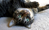 Pet Sitting