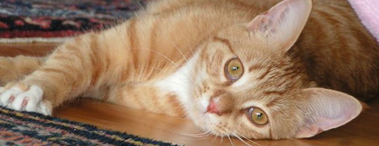 Purrfect Pet Sitting Clients