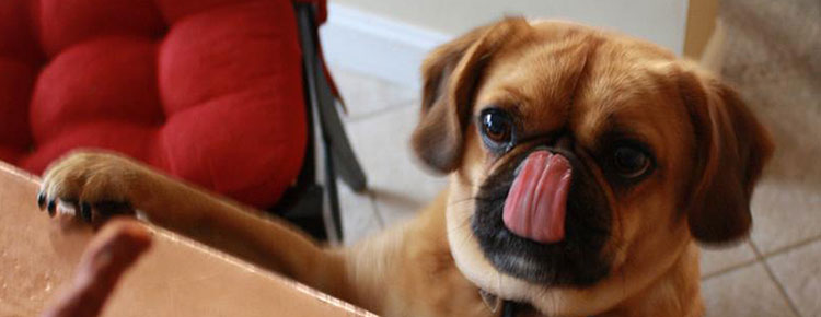 Purrfect Pet Sitting Clients