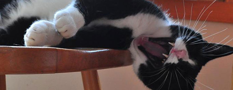 Purrfect Pet Sitting Clients