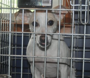 jack russell in crate