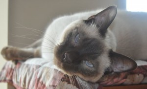 siamese cat