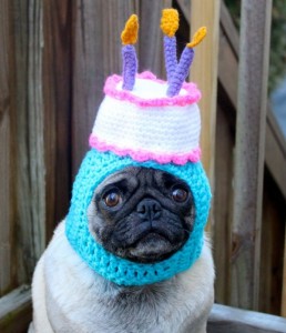 Dog birthday hat
