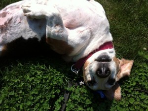 bassett hound rolling in grass