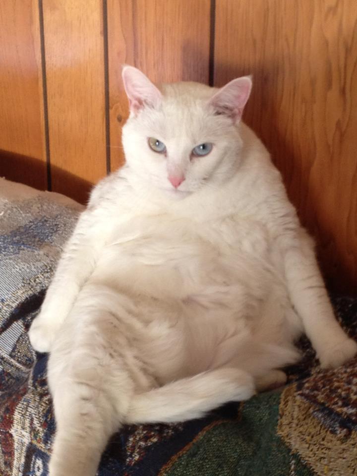 fat white cat with blue eyes lounging