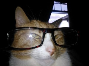 Smart cat with glasses on