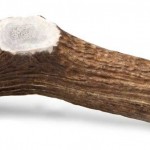 elk antler