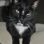 pet sitting tuxedo cat