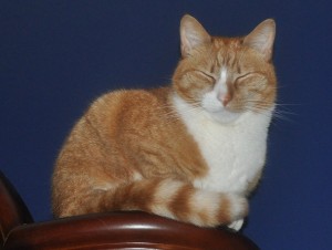 squinting orange cat