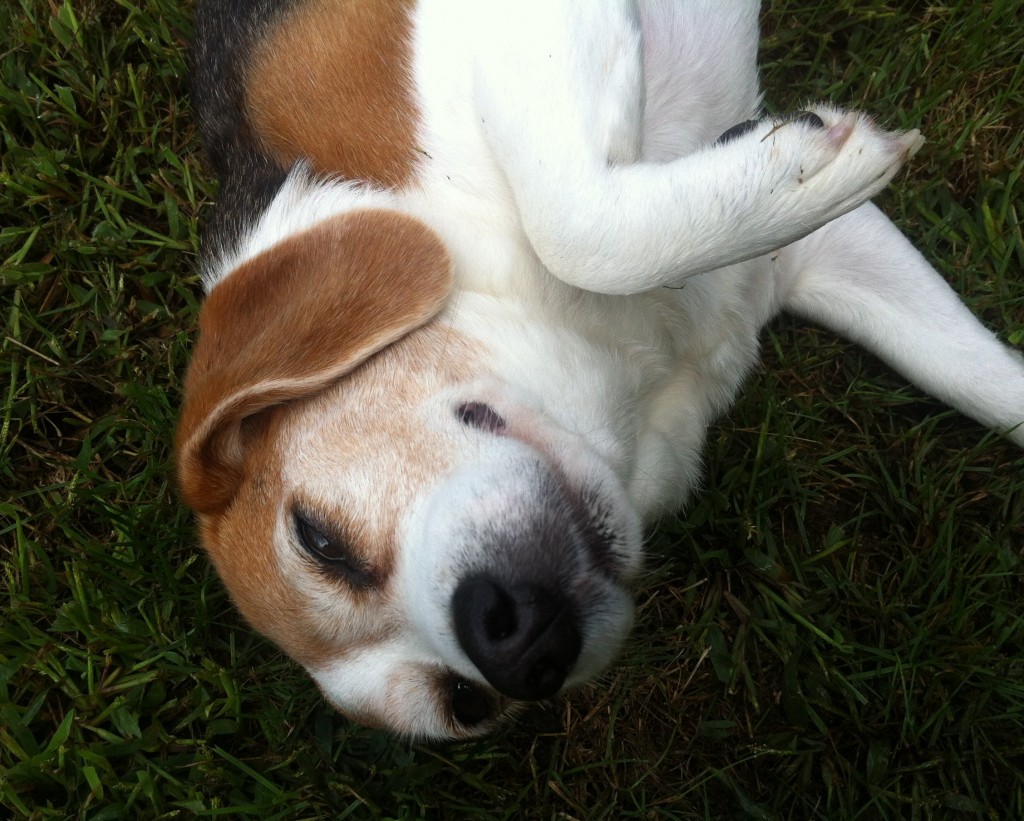 beagle laying in the grass