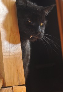 Black cat with fangs