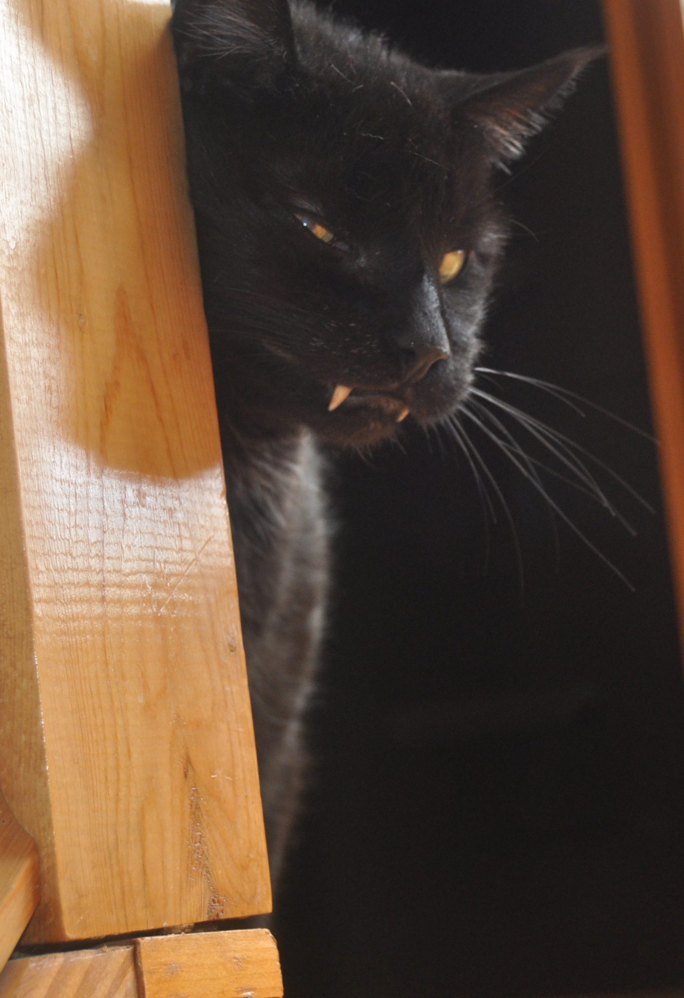 Black cat with fangs