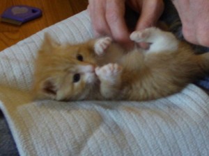 Baby orange kitten