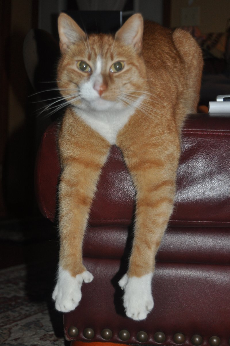 orange cat hanging front feet off ottoman