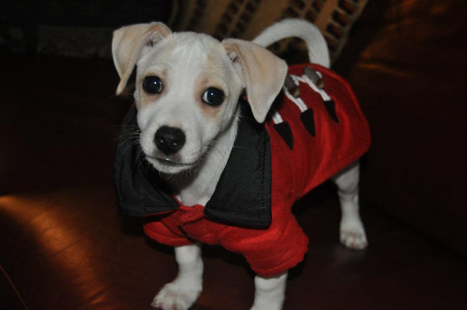jack russell puppy wearing a parka