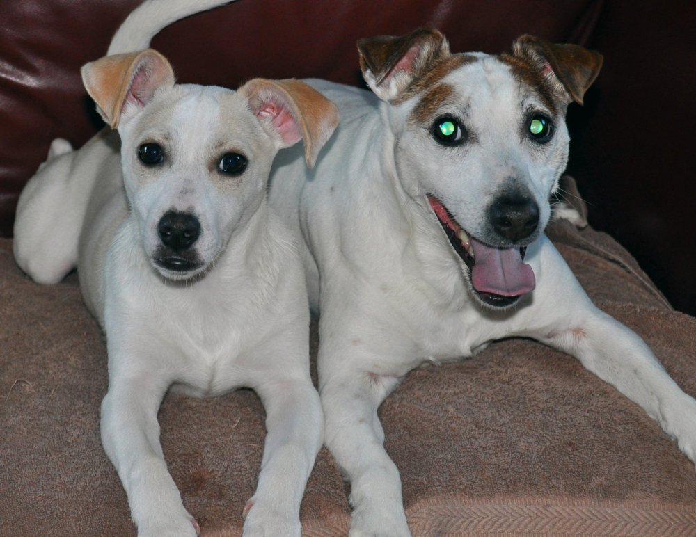 two jack russells