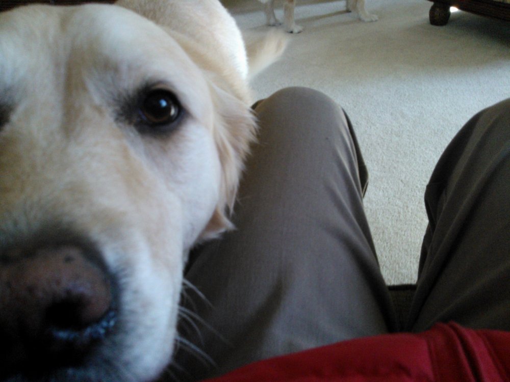 golden retriever head in lap