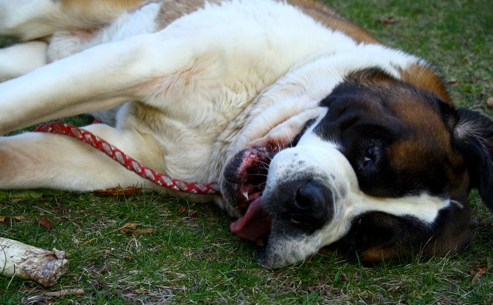 St. Bernard laying on his side with tongue hanging out