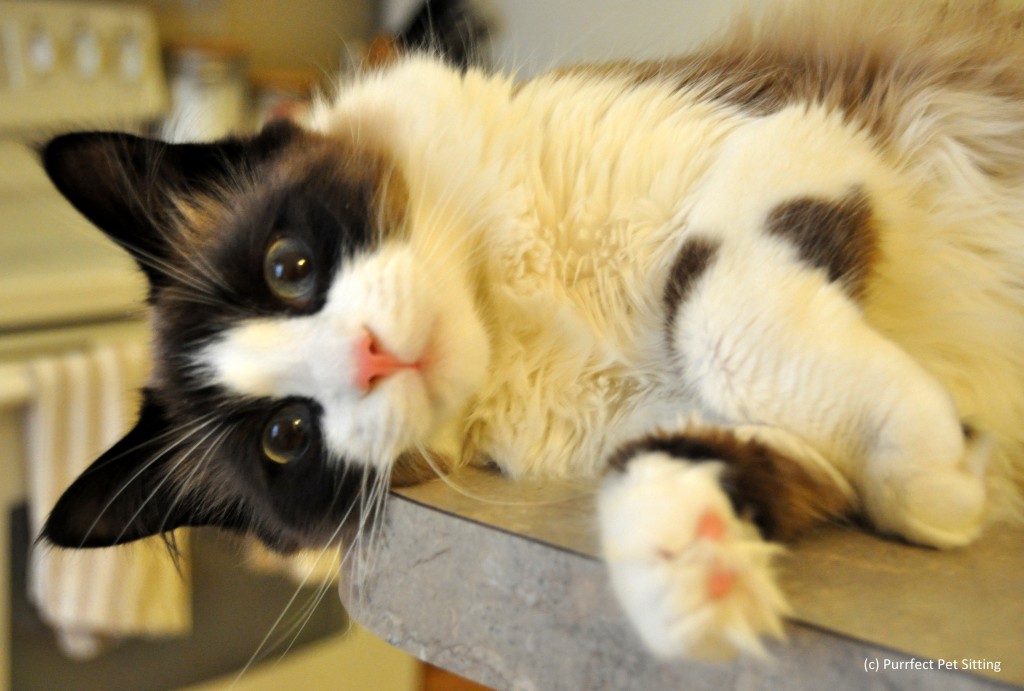 himalayan cat