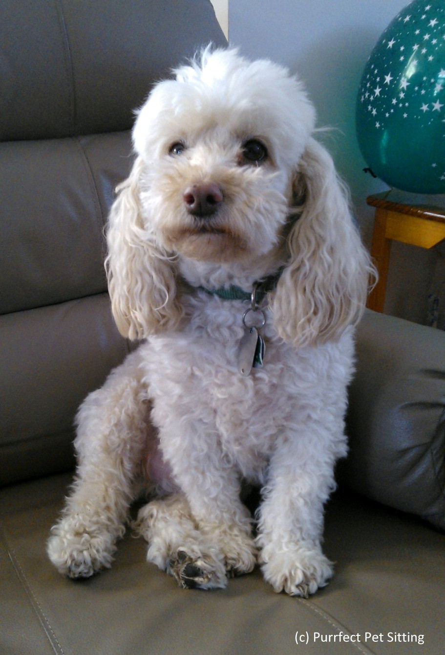 white poodle sitting on chair