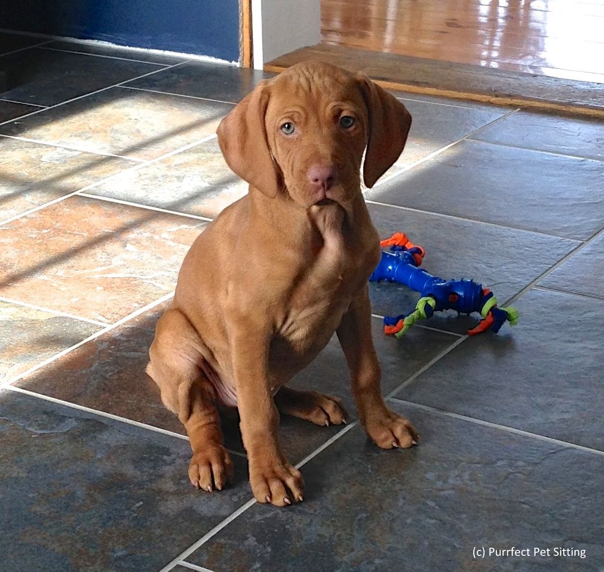 8 week old red vizsla puppy