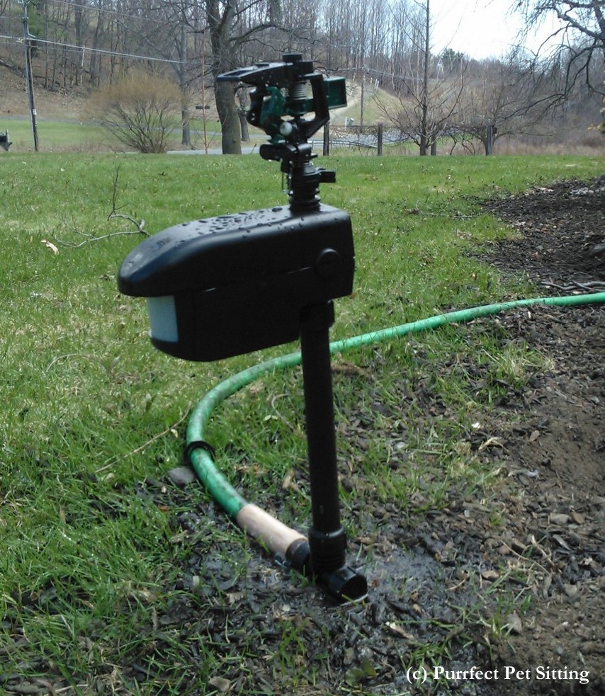 motion activated sprinkler