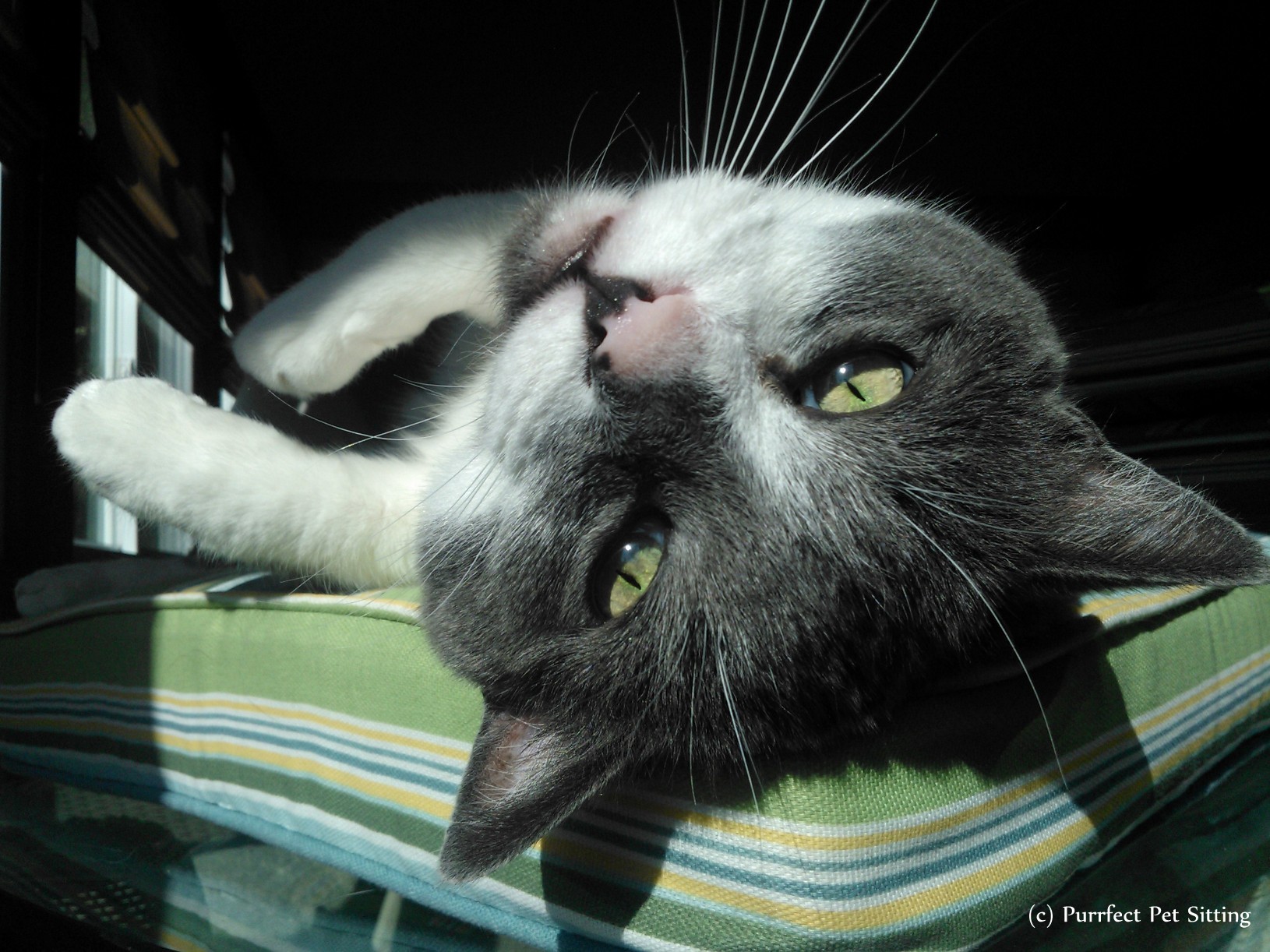 upside down grey and white cat