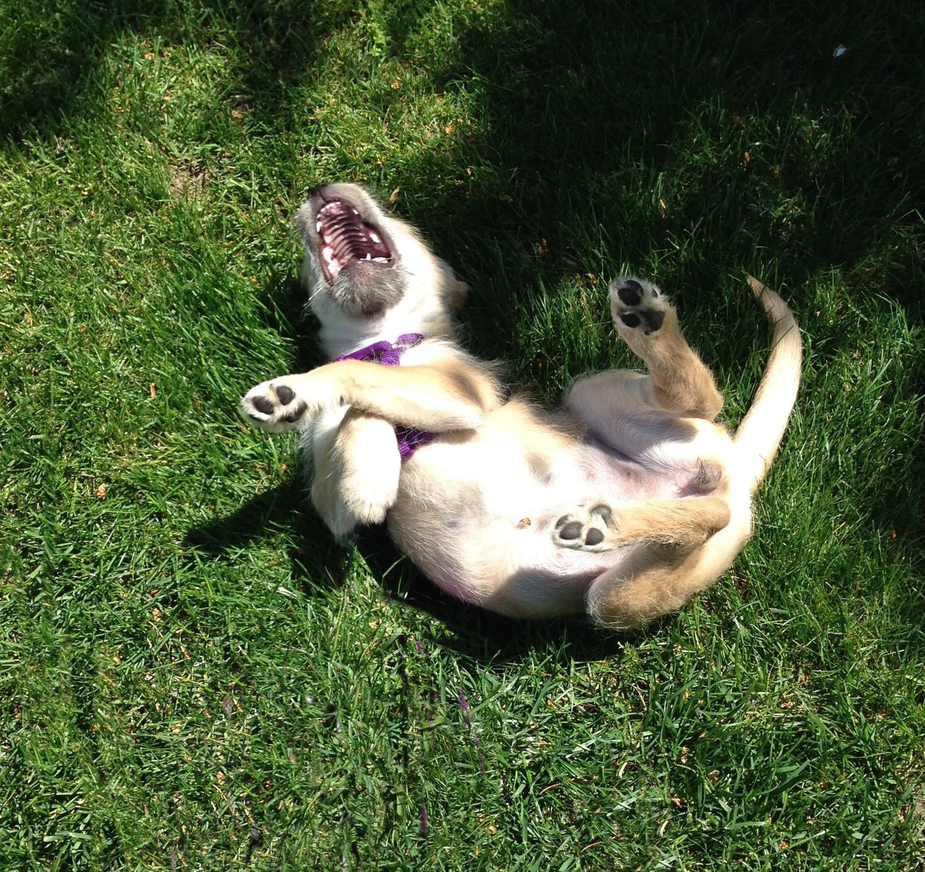 laughing dog