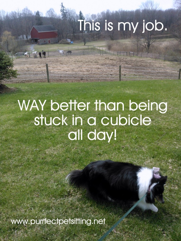 Sheltie on leash