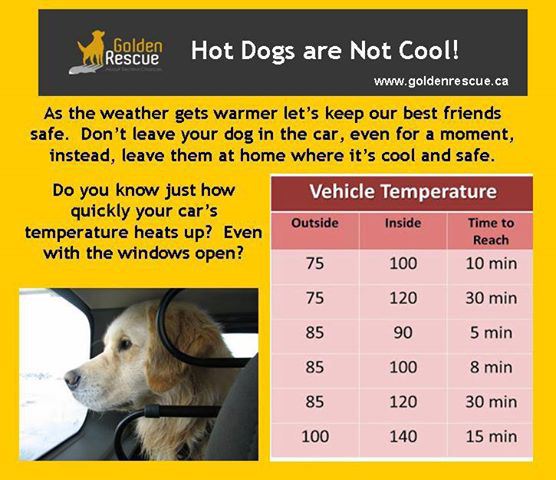 dog car temp chart