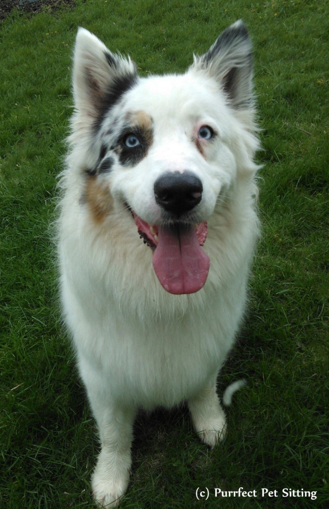 australian shepherd