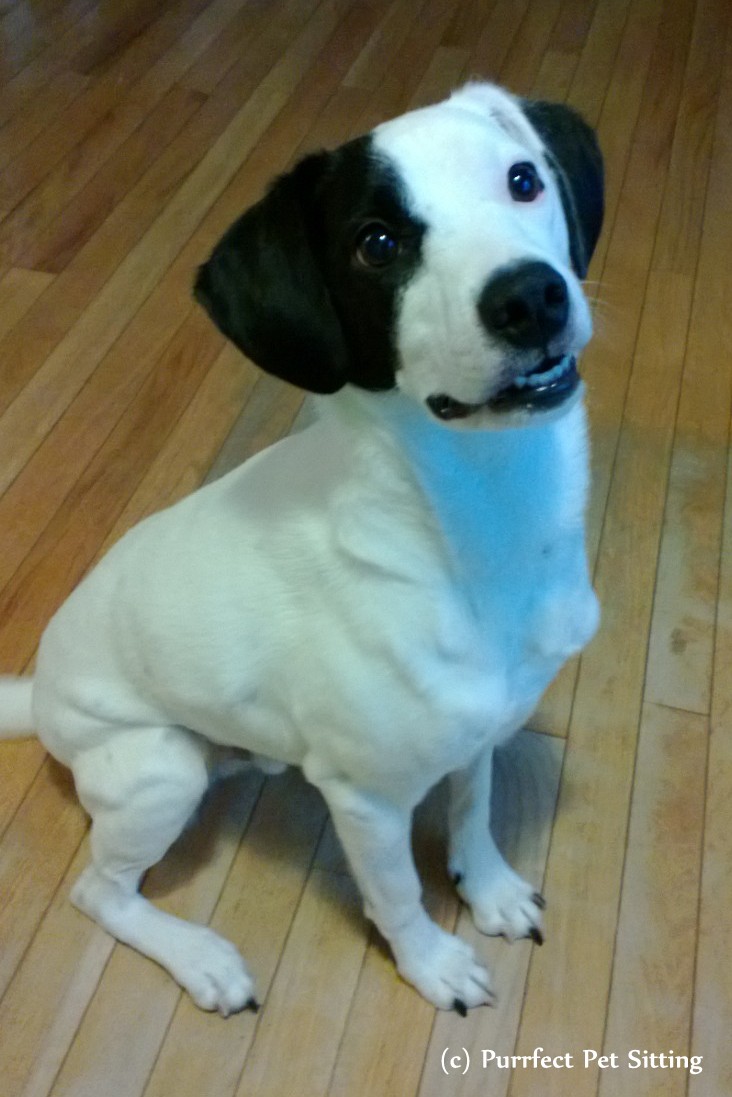 black and white dog sitting