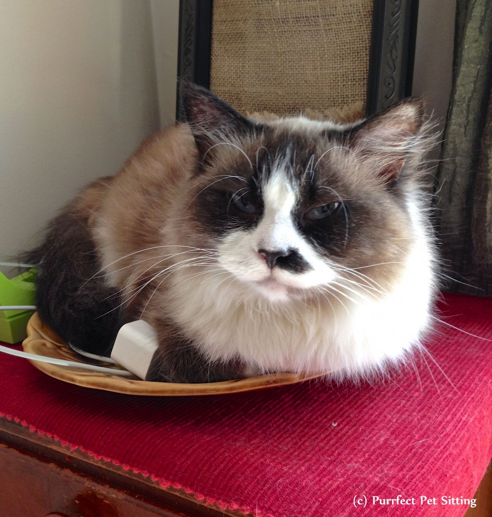 cat in change dish