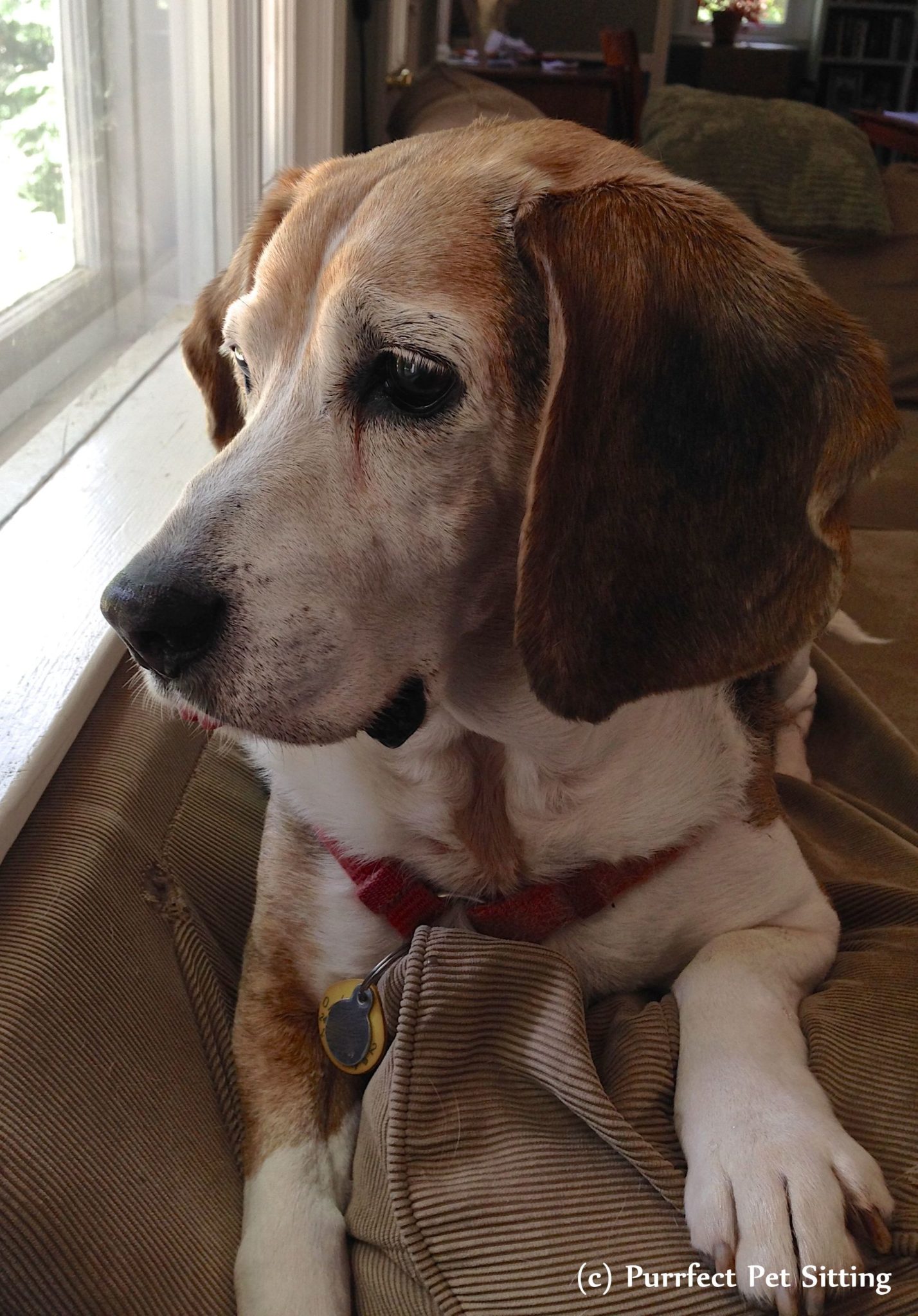 beagle looking out window