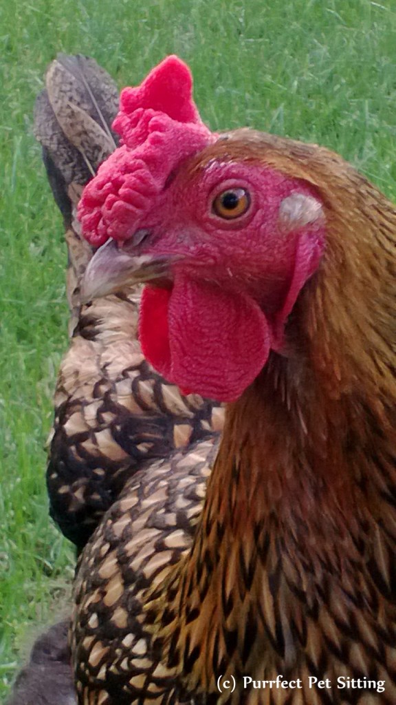 golden laced wyandotte chicken