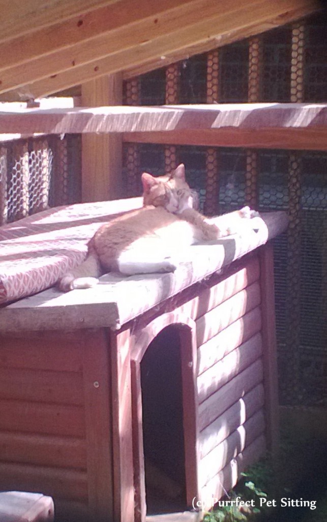 cat in cat enclosure