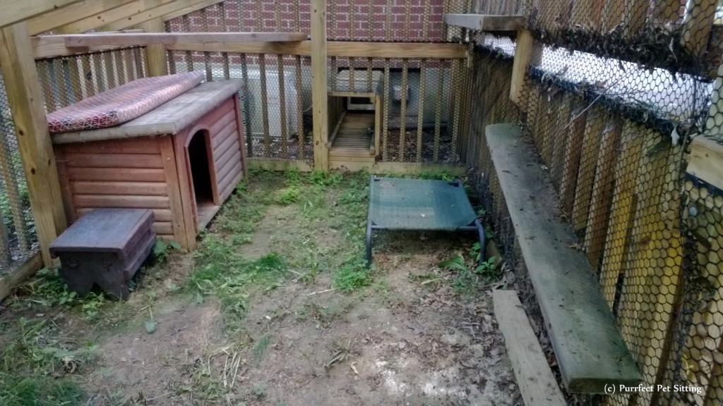 inside cat enclosure