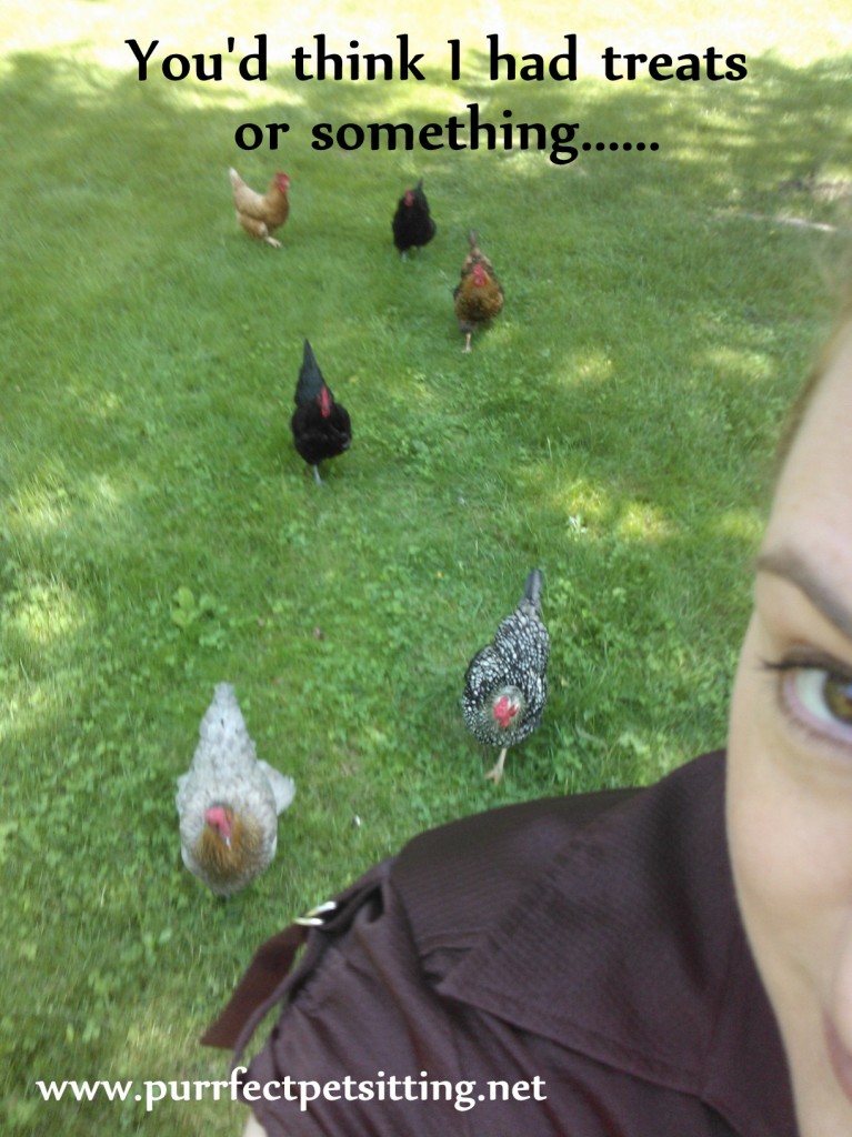 chickens following woman