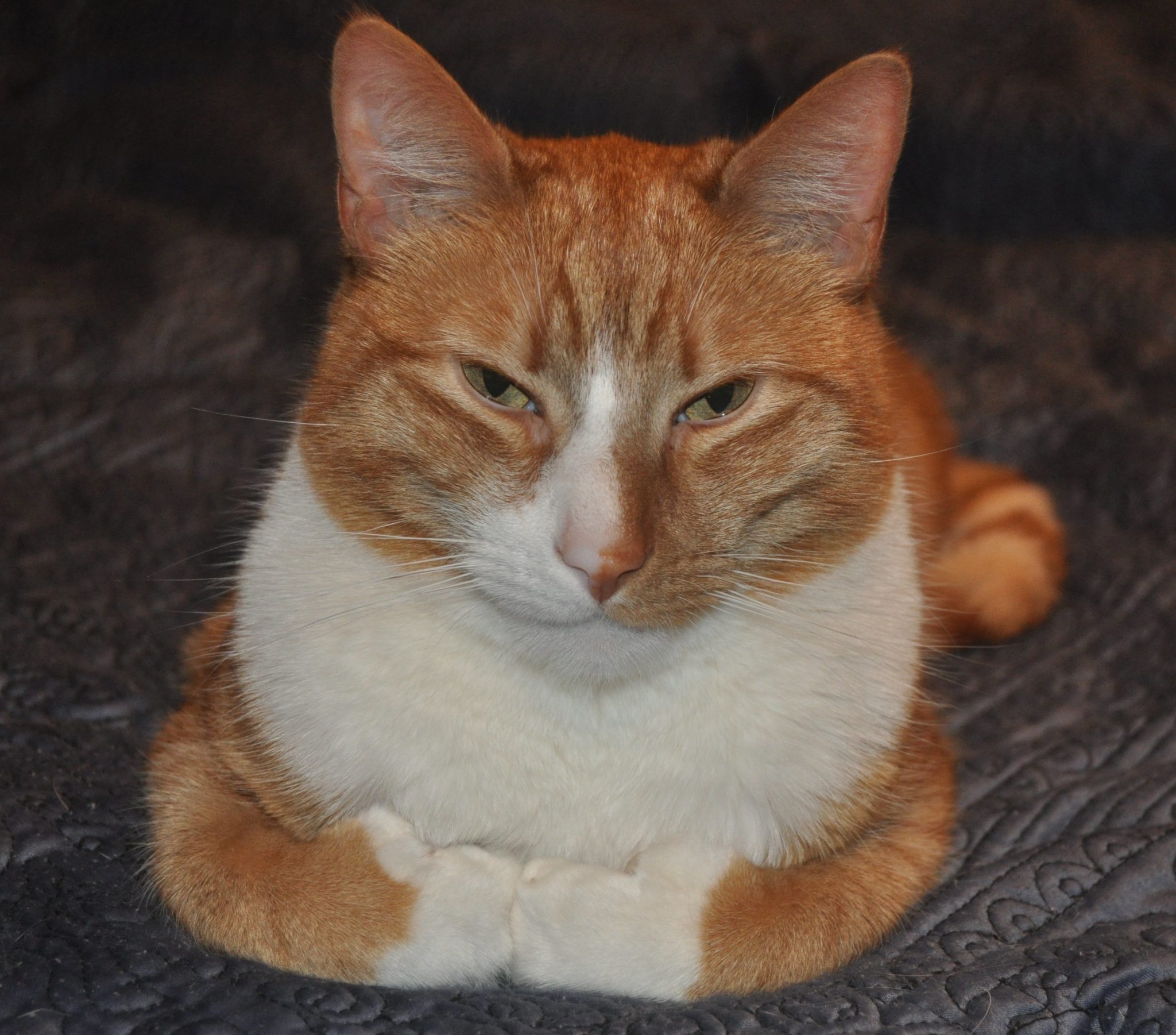 orange and white cat