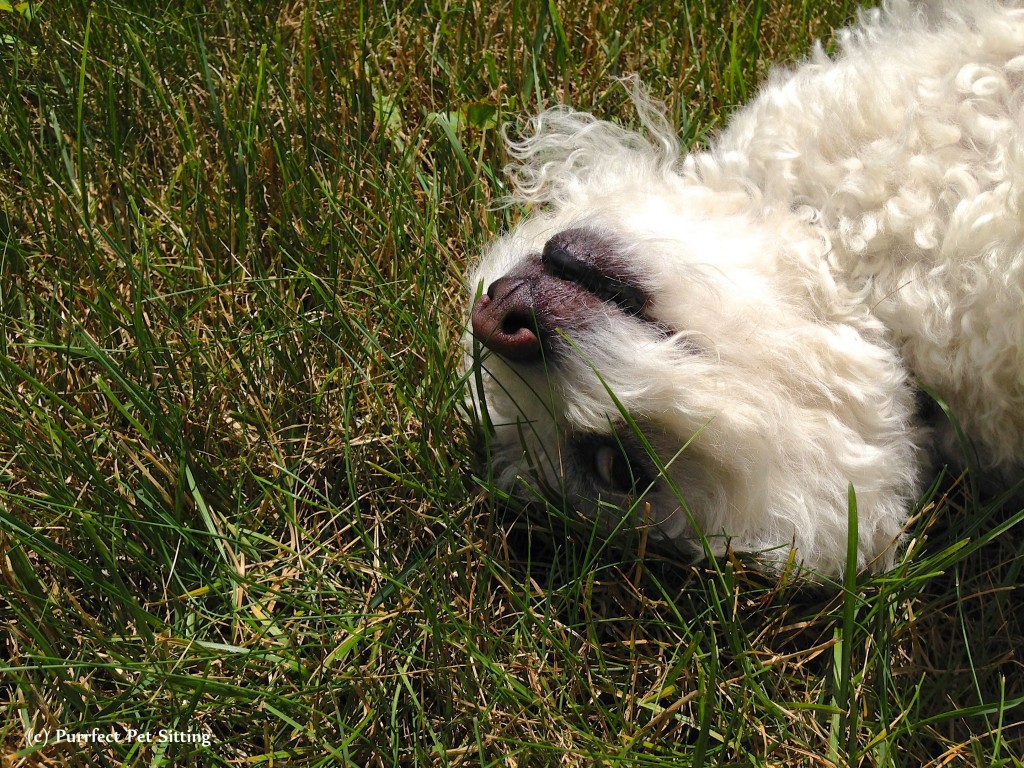 dog upside down in grass
