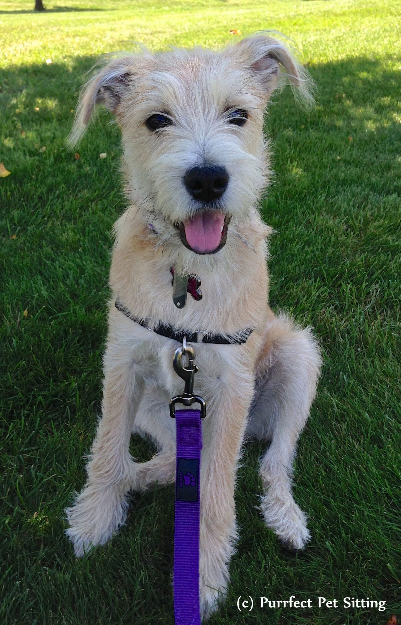 happy terrier