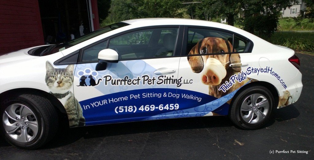 wrapped pet sitting car