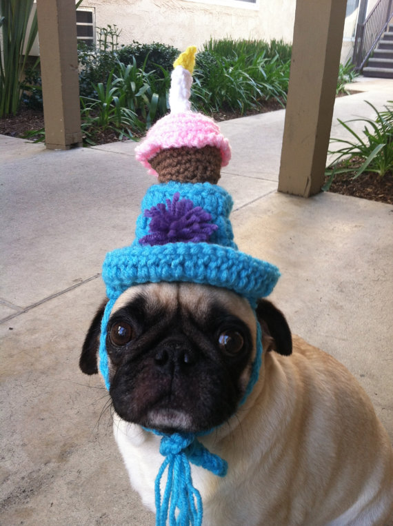 pug with birthday hat