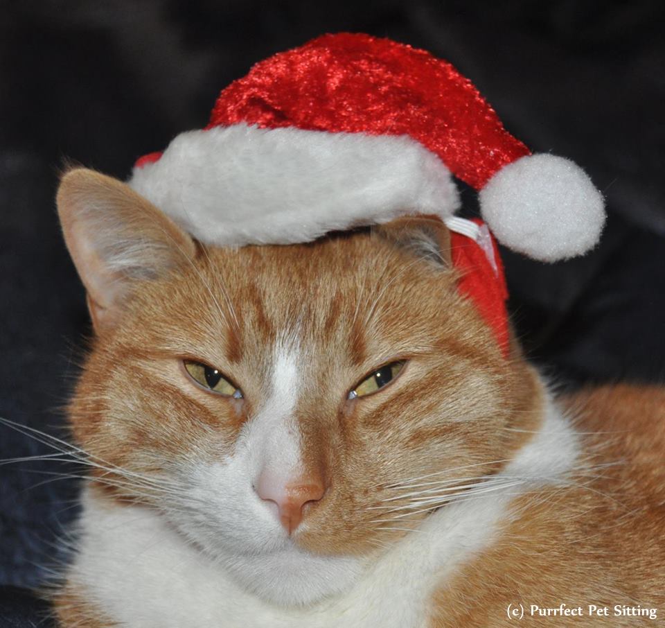 orange cat wearing santa hat