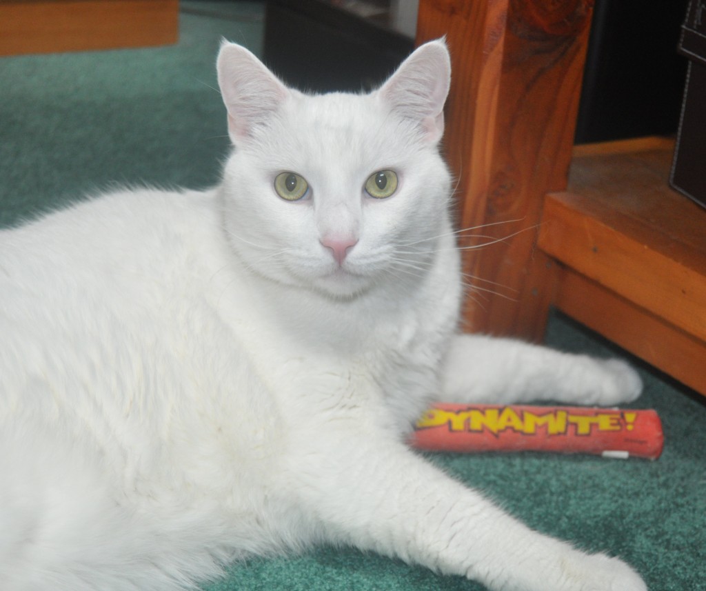 white cat