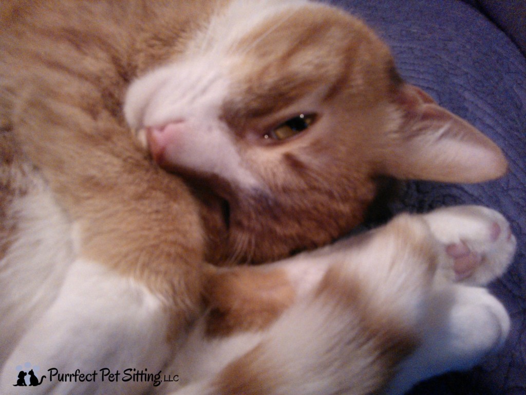curled up orange tabby