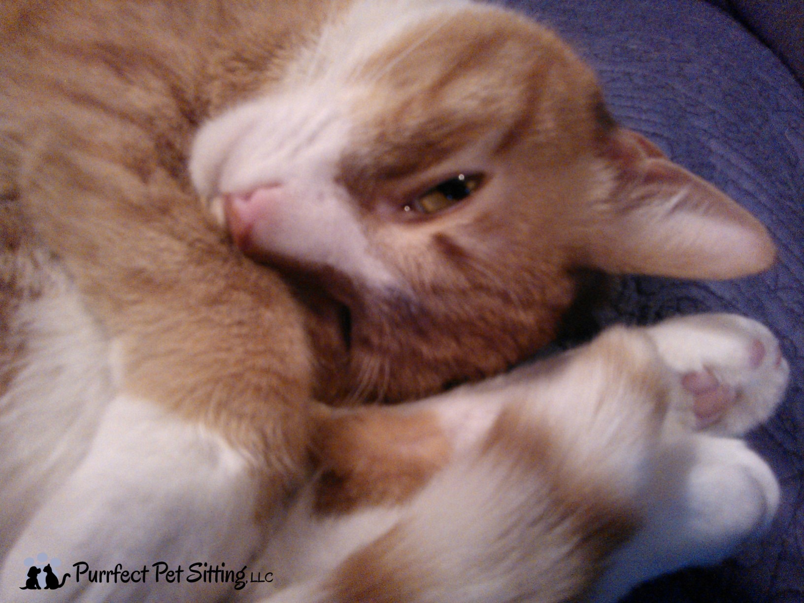 curled up orange tabby