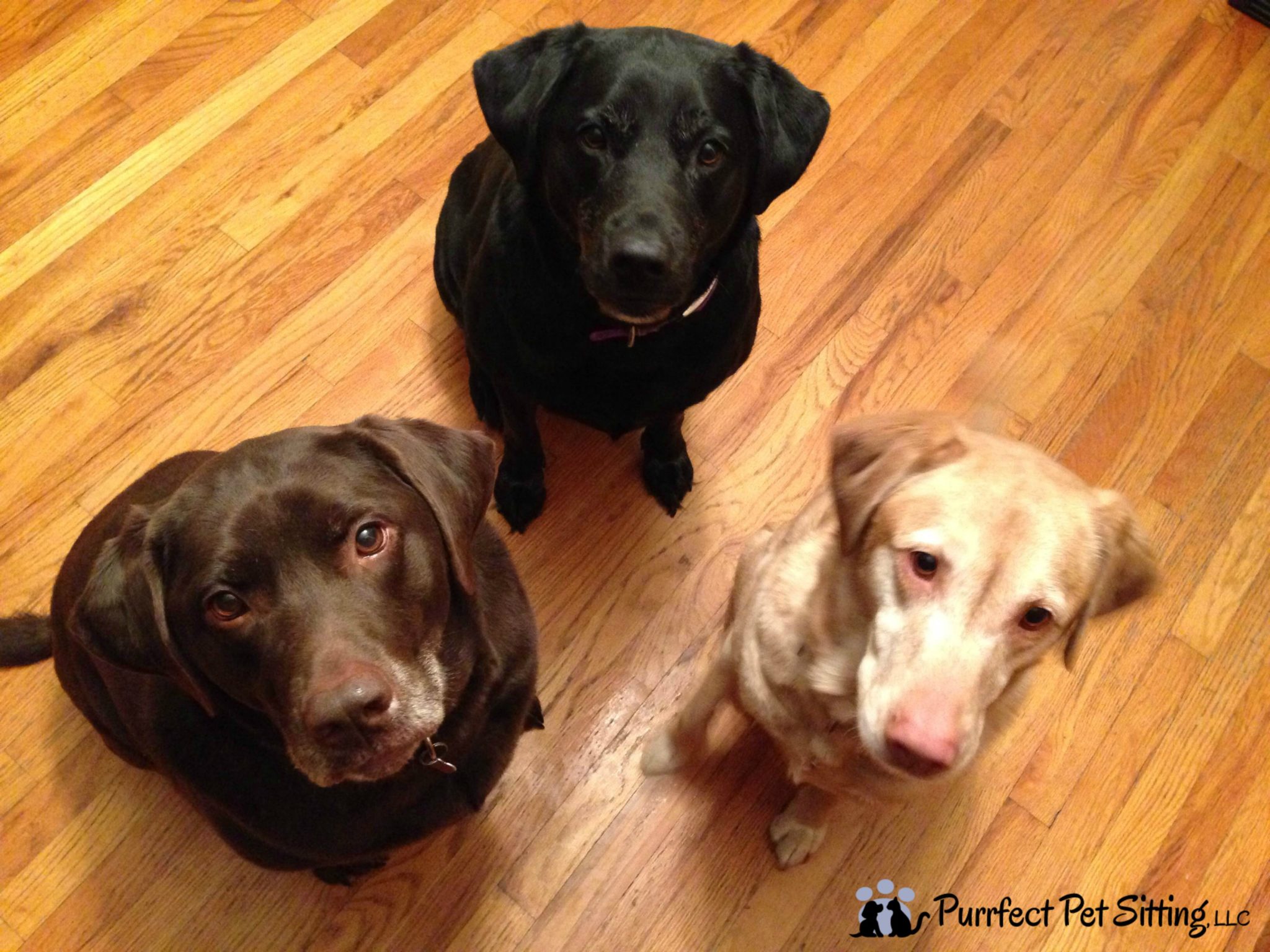 choclate, black and yellow lab