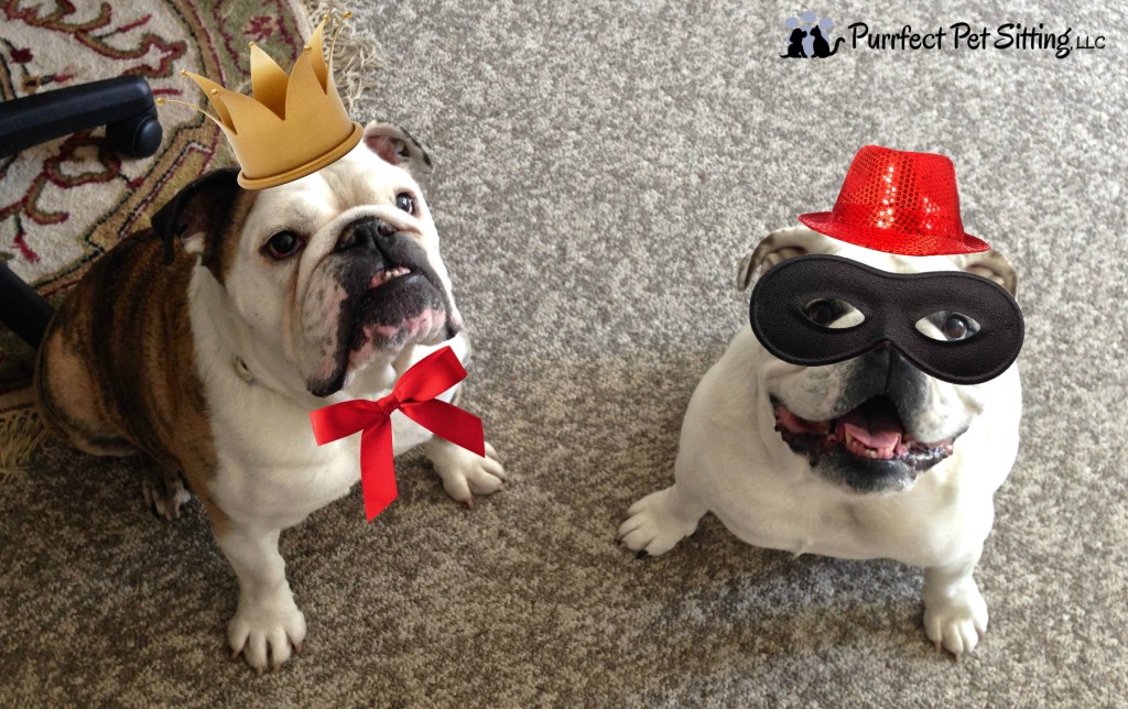 bulldogs with party hats