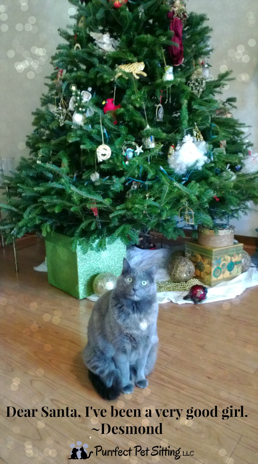 tortie cat under christmas tree